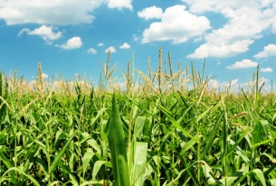 Ethanol Tax Subsidy Dies, and the Fight Goes On