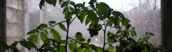 One small window to consuming less