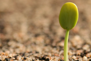 Mitigation, Adaptation, and Creativity