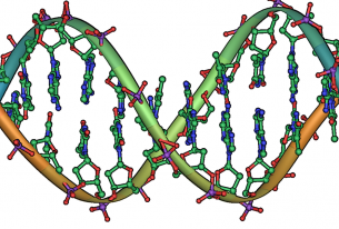 Synthetic DNA