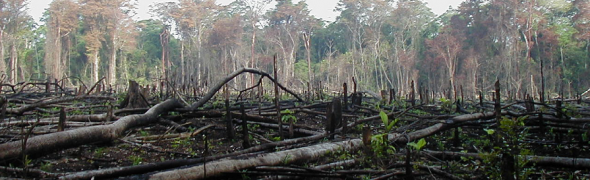 Deforestation and Ecocide