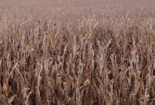 Farm Choices and Peak Soil